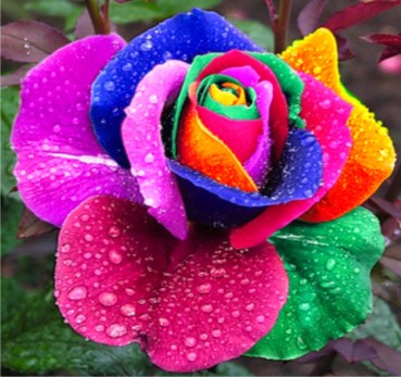 The world's most beautiful flowers :: eco-art